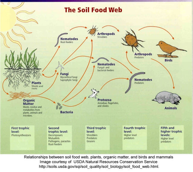 Soil_food_webUSDA